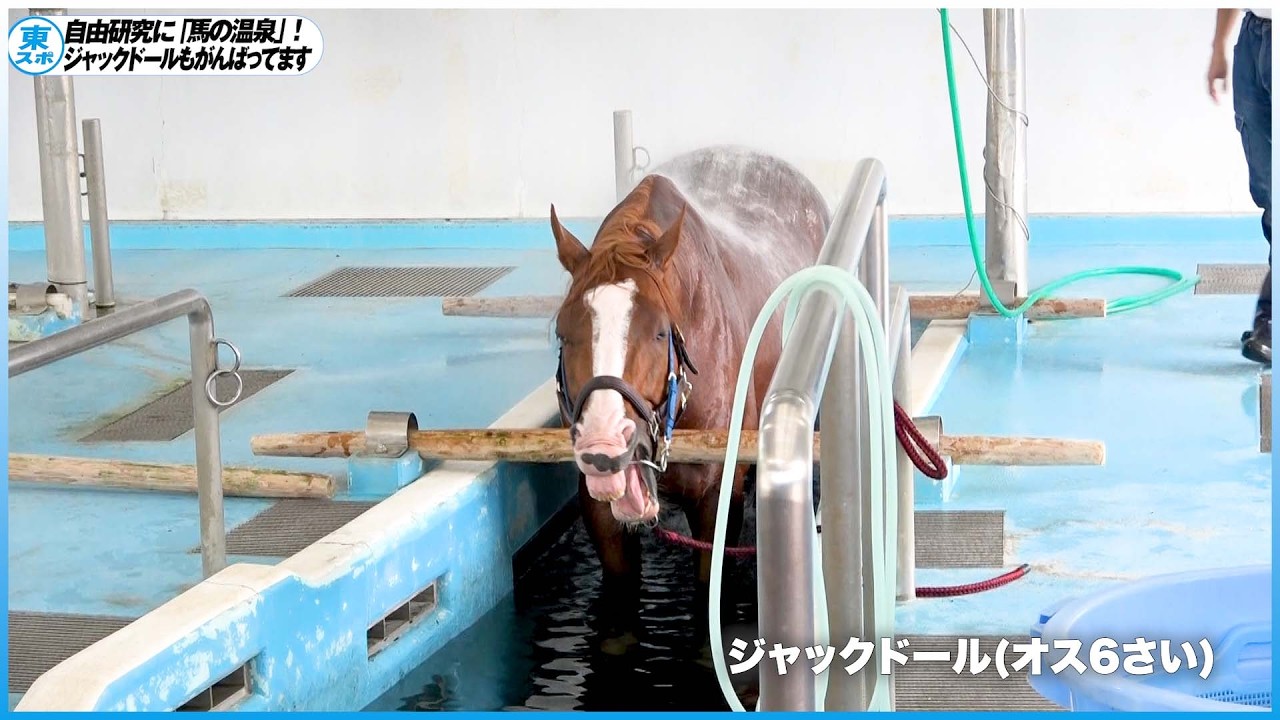 【夏の自由研究】ジャックドールもリハビリ中！『馬の温泉』で自由研究！《東スポ競馬》