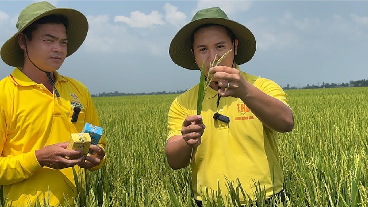 Đạo Ôn, Lem Lép Hạt Tấn Công Giai Đoạn Trổ: Cách Quản Lý Hiệu Quả Cho Vụ Đông Xuân