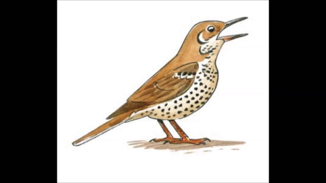 APPRENDRE LES CHANTS D'OISEAUX - 5: La Grive draine