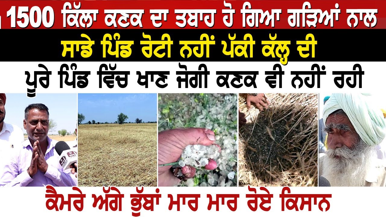 1500 ਕਿੱਲਾ ਕਣਕ ਦਾ ਤਬਾਹ ਹੋ ਗਿਆ ਗੜਿਆਂ ਨਾਲ,ਸਾਡੇ ਪਿੰਡ ਰੋਟੀ ਨਹੀਂ ਪੱਕੀ ਕੱਲ੍ਹ ਦੀ, ਕੈਮਰੇ ਅੱਗੇ ਭੁੱਬਾਂ ਮਾਰ