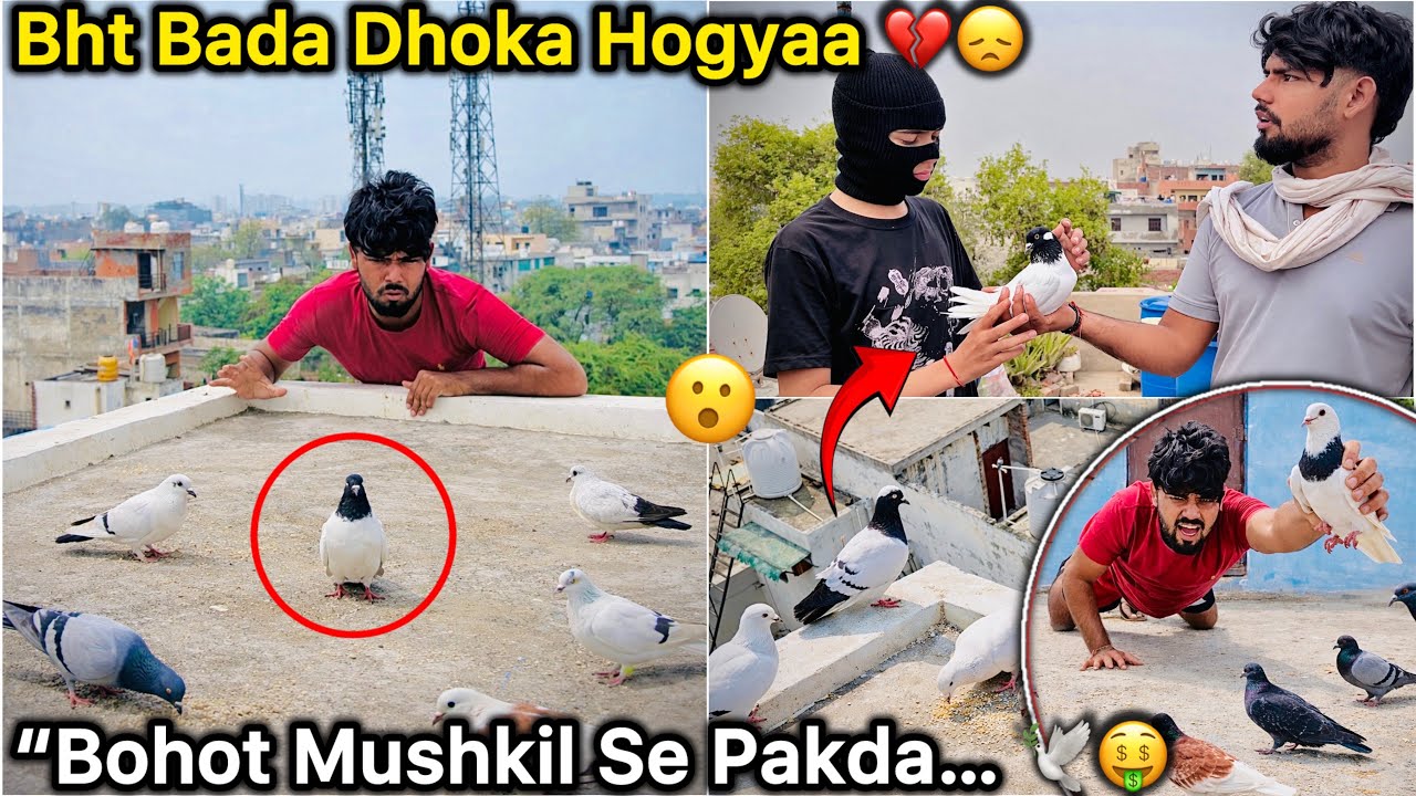 Chath Pe Kabutar Pakad Liya 🤑 || Kabutar Ko Lekar Fight Hogyi ?? 😞