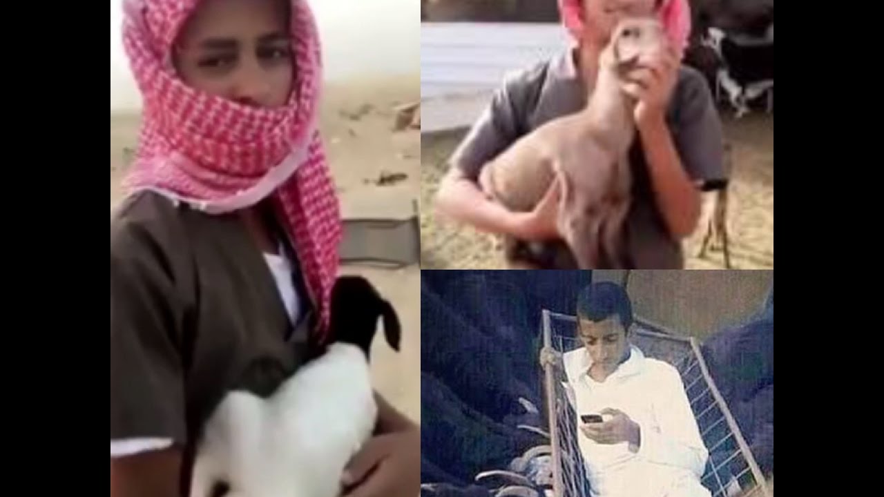 المضيوم مسوي عيد ميلاد في الغنم!!
