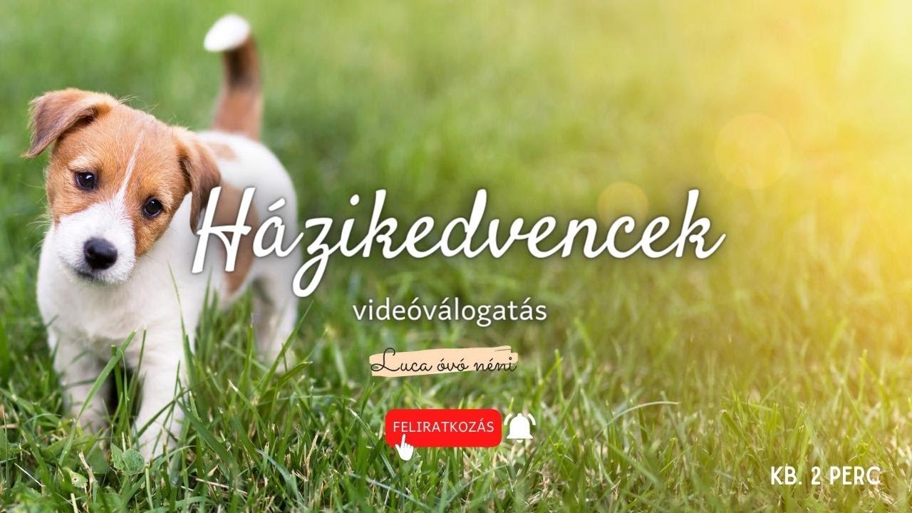 Házikedvencek║Állatos videók gyerekeknek