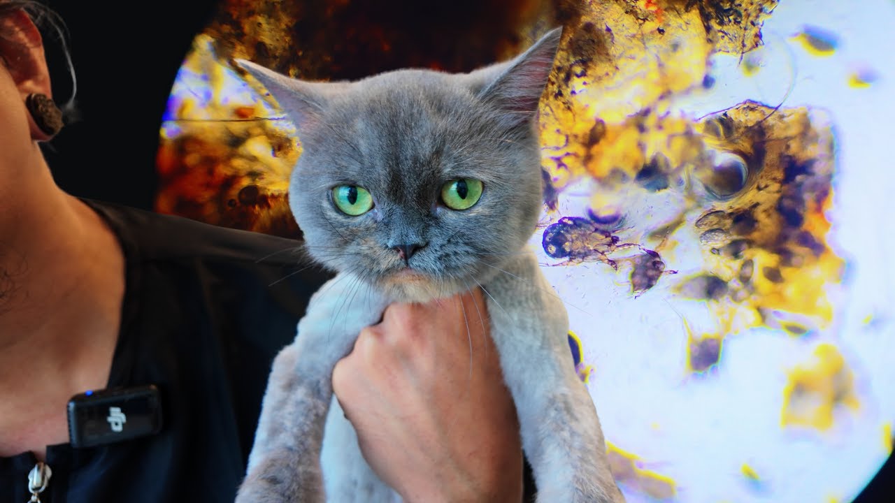 Графическое предупреждение!!! Кошачьи ушные клещи!!! 🙀