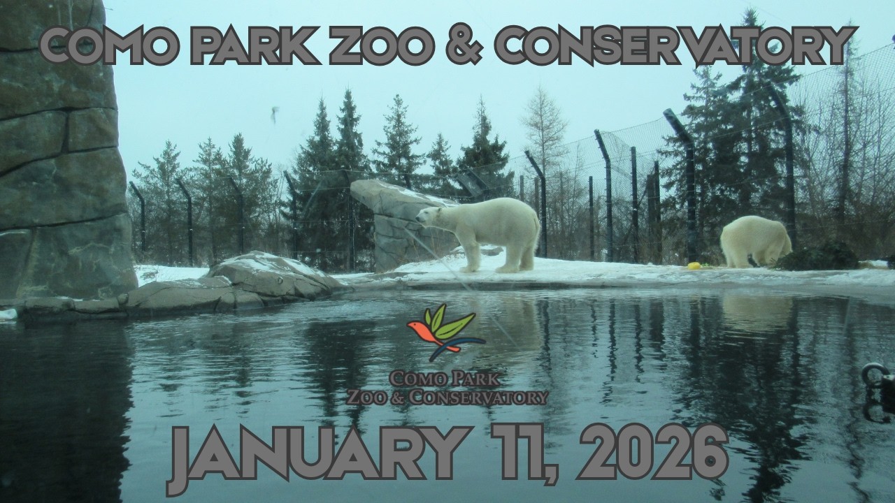 Como Park Zoo & Conservatory | January 11, 2026