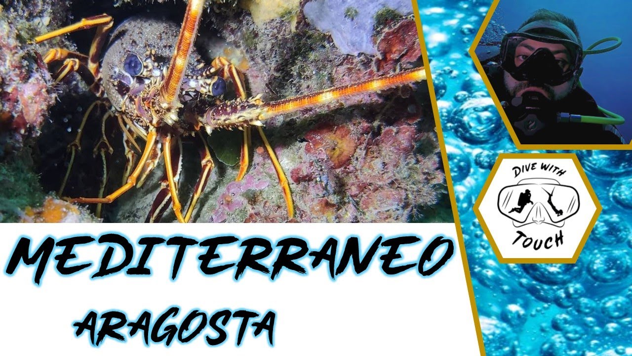 ARAGOSTA - Mediterraneo, flora e fauna