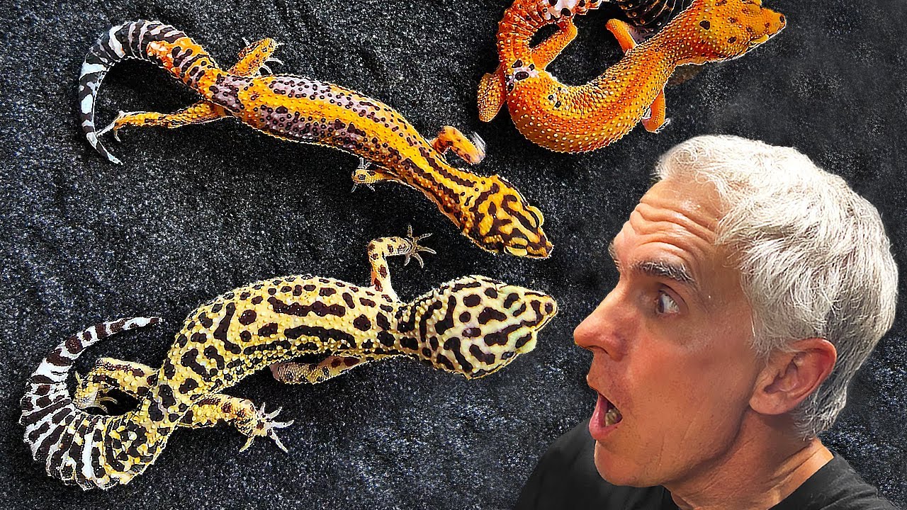 INSANE Leopard Geckos