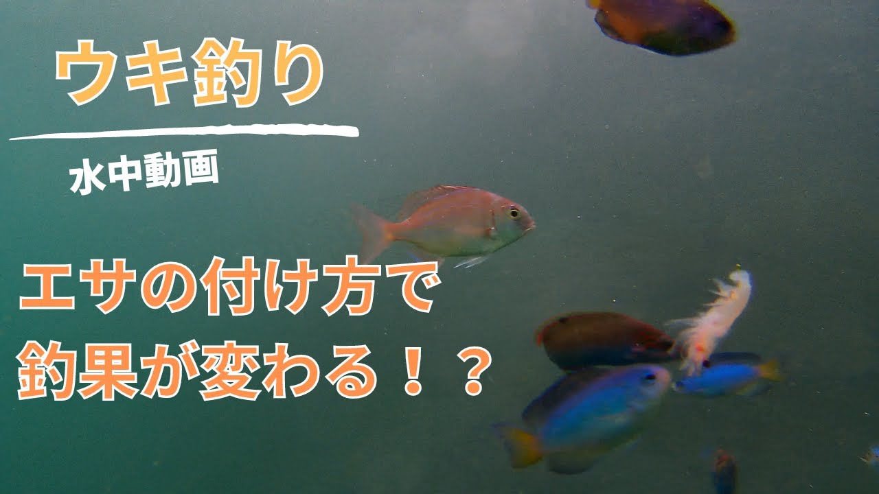 ウキ釣り　水中動画　マダイ・メジナ　〜エサの付け方で比べてみた〜