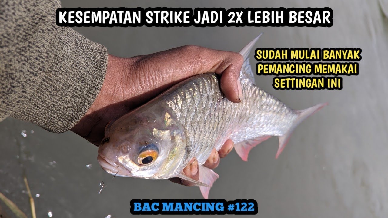ANGON KUMBUL RANGKAIAN JAHAT UMPAN MAGGOT Kombinasi menyenangkan saat strike musim ini