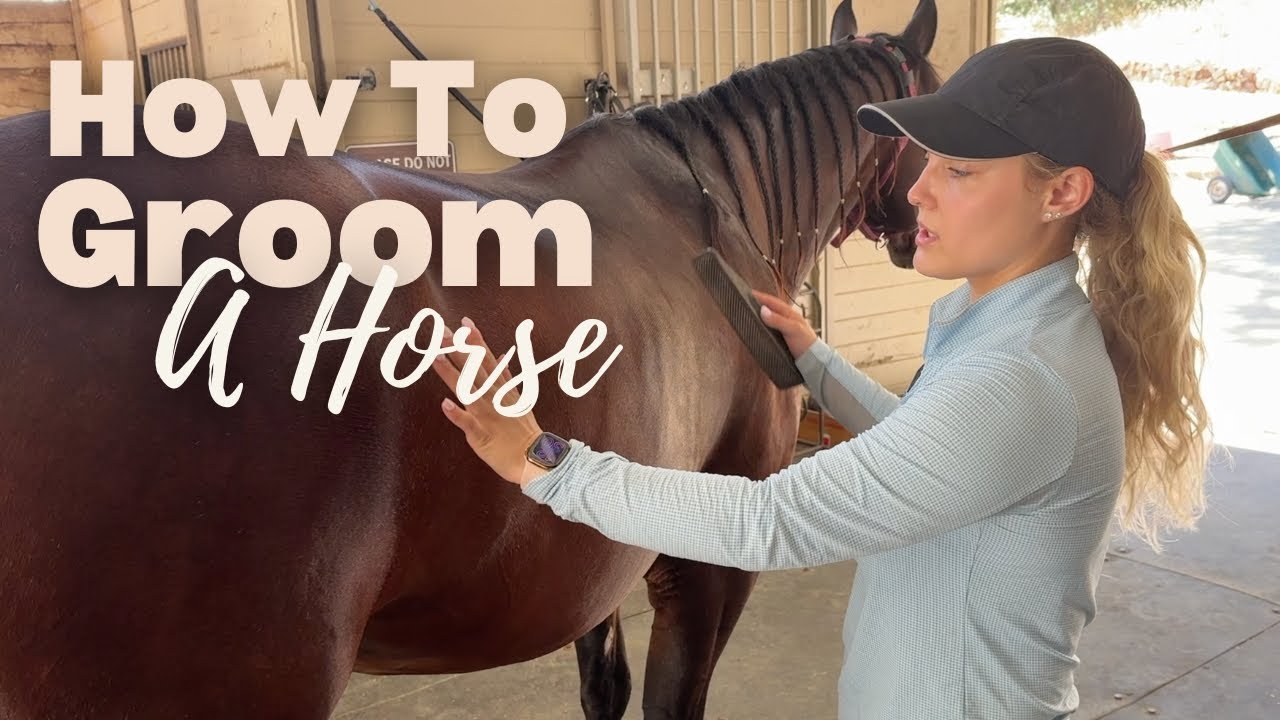 How to Groom a Horse: My Daily Routine