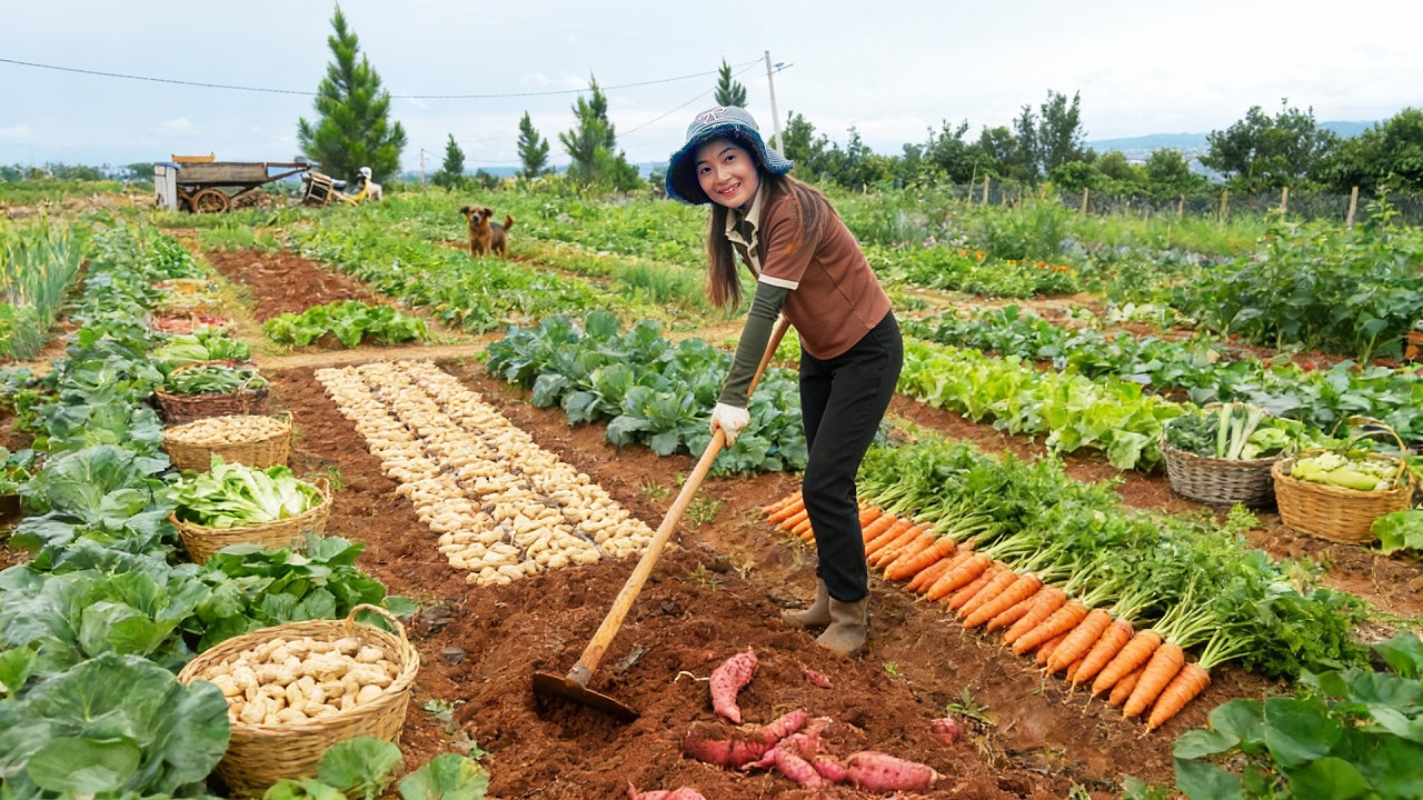 FULLHarvest: Sweet Potato, Carrot, Peanut, Mustard Greens To Sell And Cook – Build A Farm