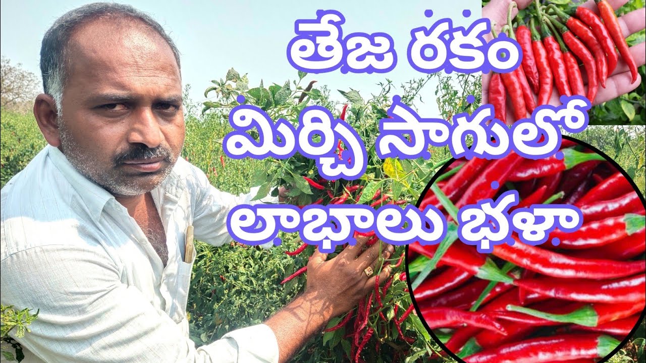 I am cultivating dried chillies in two acres.. The profits are good|| Red chilli cultivation| Rythumuchata