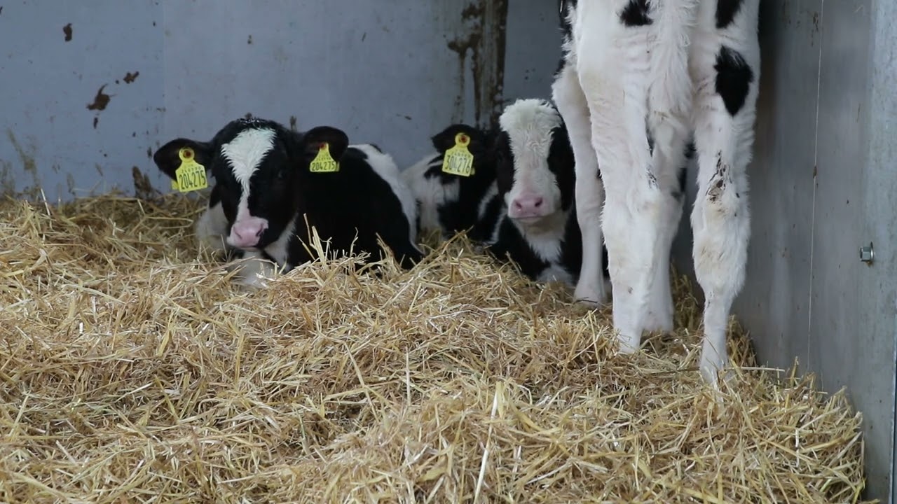 Setting calf growth rate targets