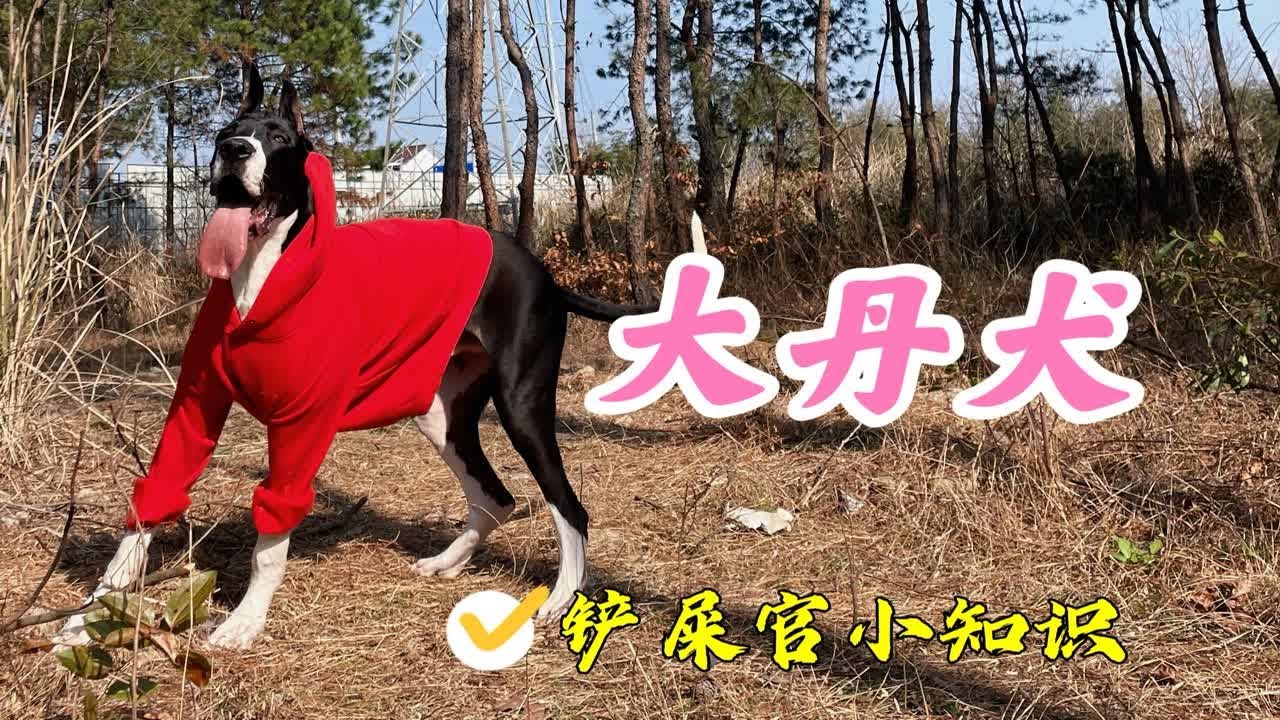 犬界温柔的巨人，大丹犬的秘密
