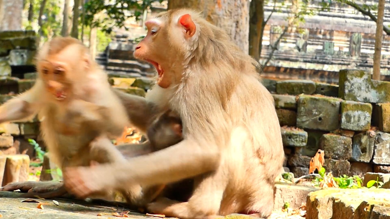 Reaction of Mom Loy give Lesson to kid Lexi when She try to play and stay around Baby Lucan !