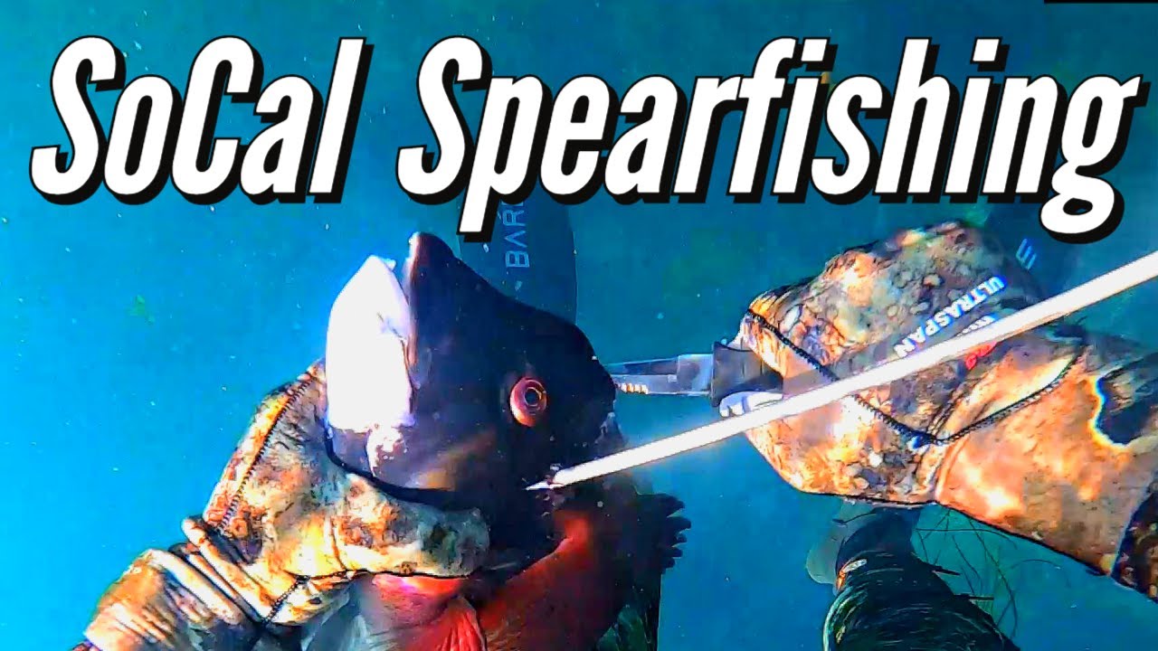 SoCal Freediving & Spearfishing - San Diego, CA