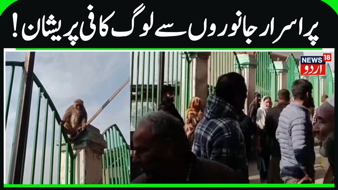 Wild Animal Cause Panic in Khrew Kashmir | Wild Monkeys Damaging Houses, Crops, People Demand Action