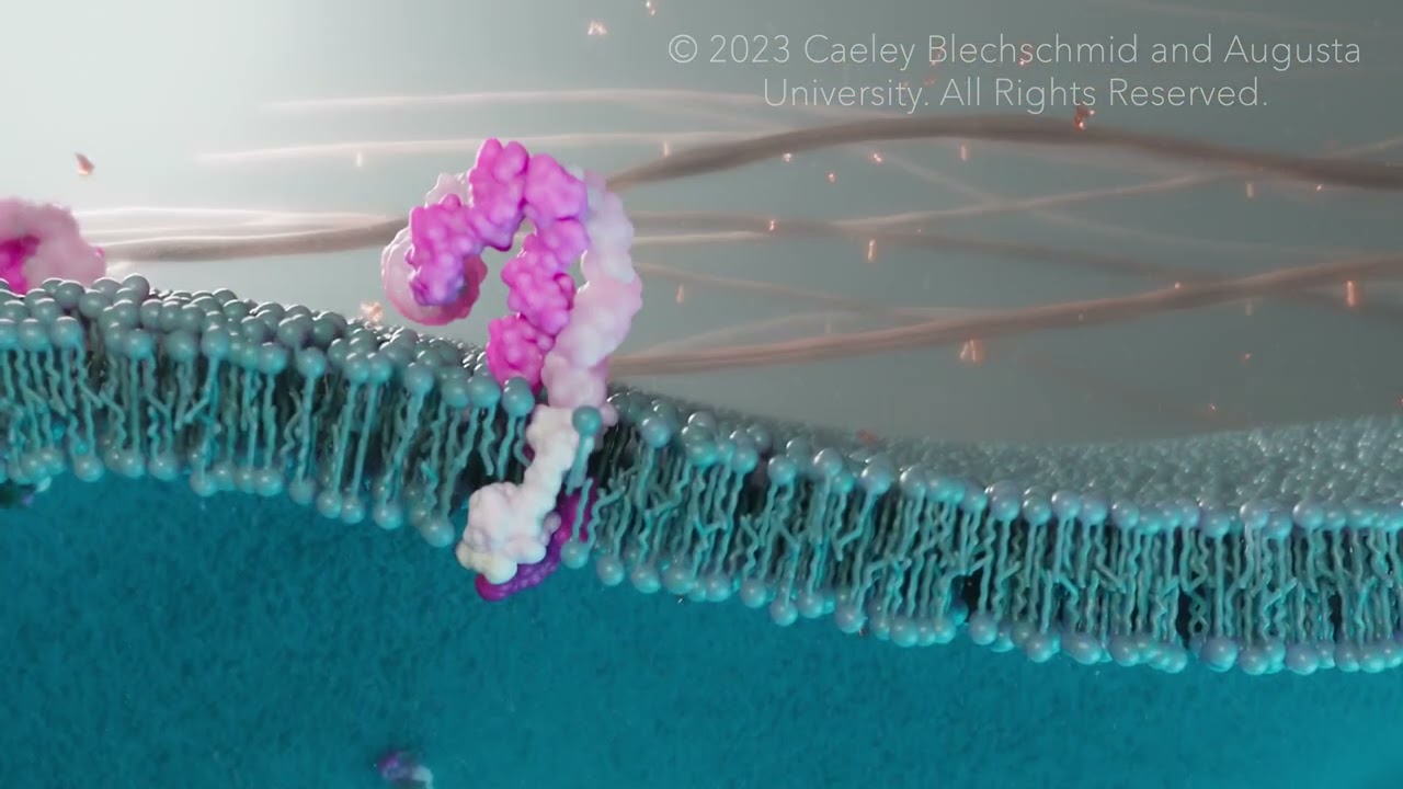 Introduction to Integrins