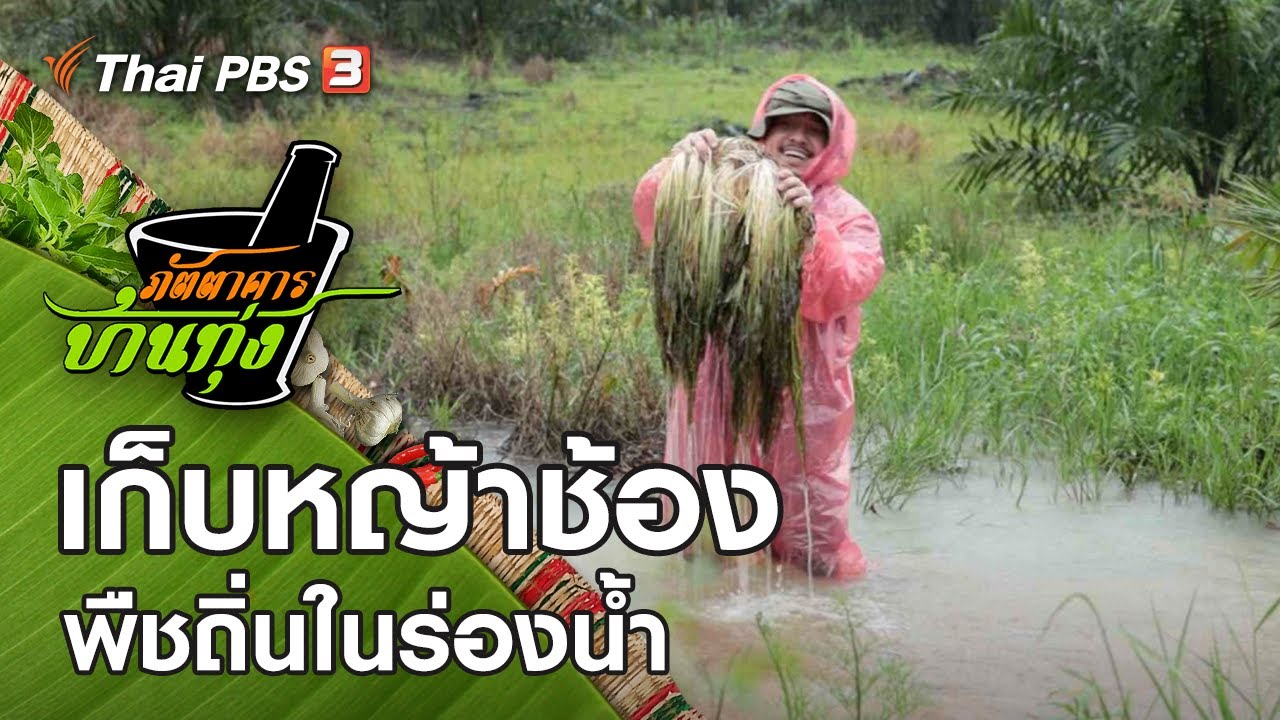 เก็บหญ้าช้อง พืชถิ่นในร่องน้ำ : ภัตตาคารบ้านทุ่ง (7 พ.ย. 63)