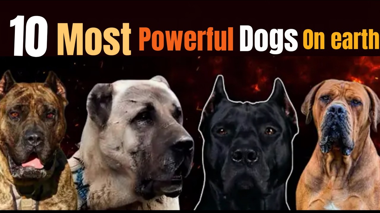 Top 10 Most Powerful Dogs in the World!