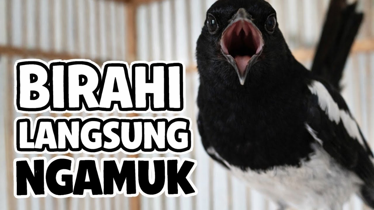 Kacer gacor ngeplong cocok untuk Kacer bahan yang malas Bunyi