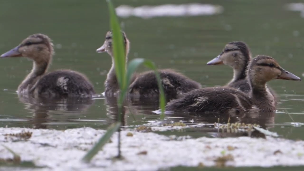 Female Mallard Duck & her young