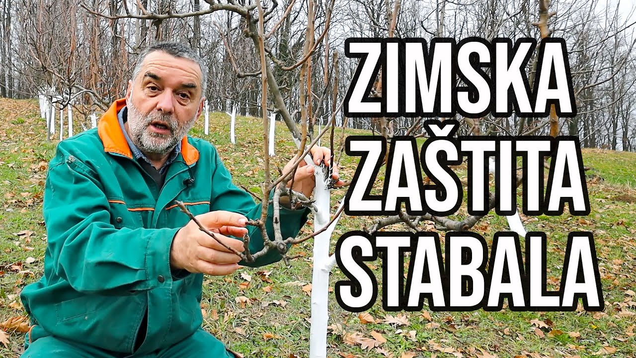 Zimska zaštita stabala