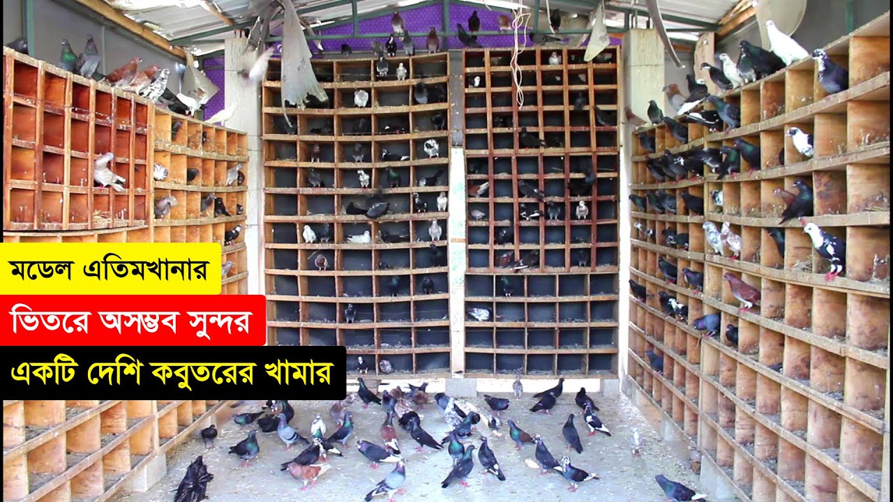 মডেল এতিমখানায় একটি বিশাল অসম্ভব সুন্দর দেশি কবুতরের খামার গড়ে বাড়তি আয়। কবুতর পালন পদ্ধতি। Big Farm