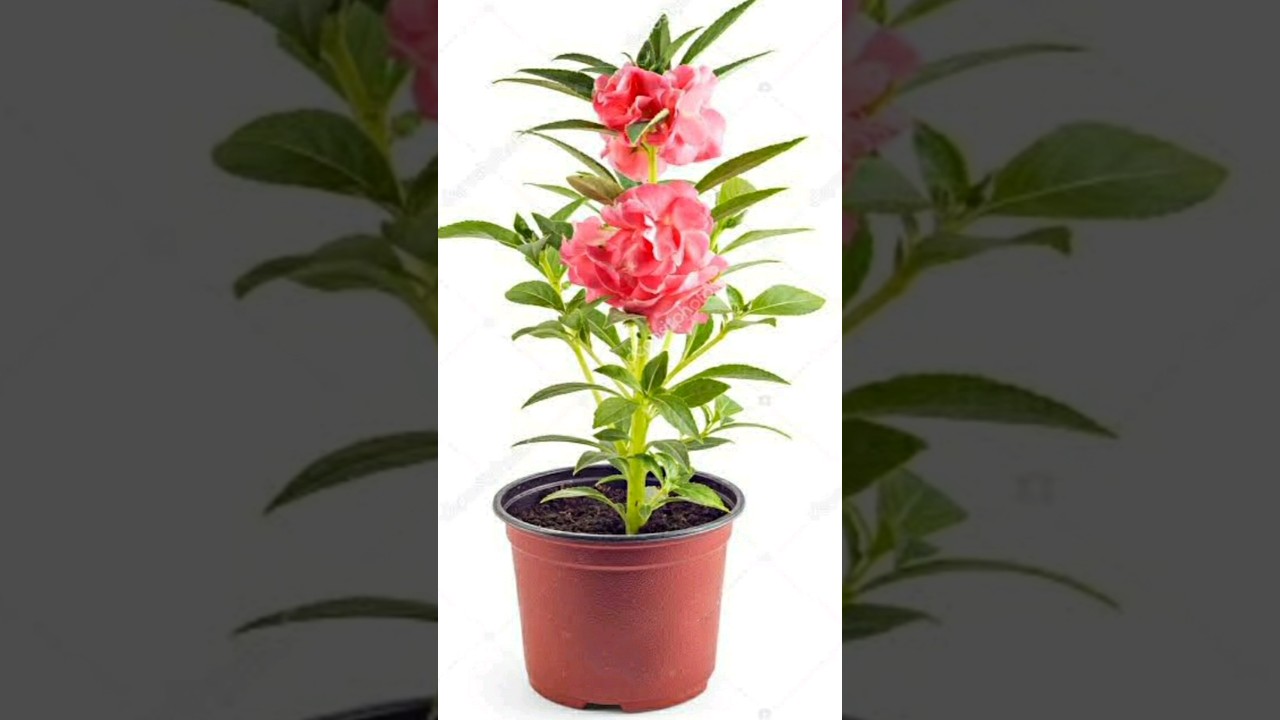 planting of balsam flower plant|#shorts #balsamplant