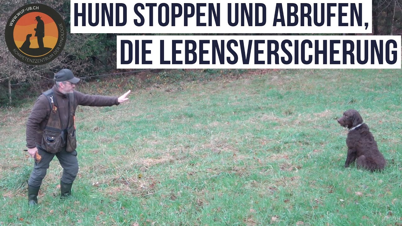 Spielerisch dem Hund „Stopp und Abruf“ Beibringen | Hundeschule U.B.