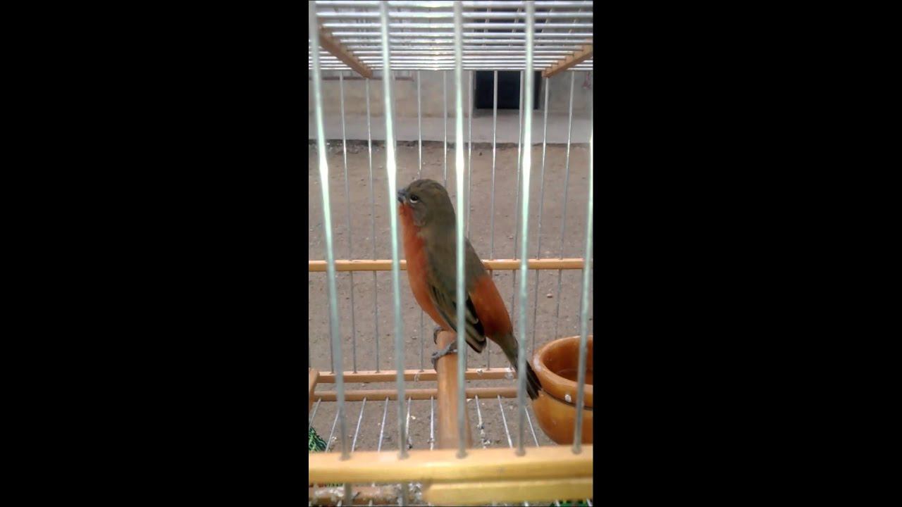 Meriño fino cantando en la mano (ROSITA, CABOCLINHO ,CAPUCHINO, SPOROPHILA MINUTA)