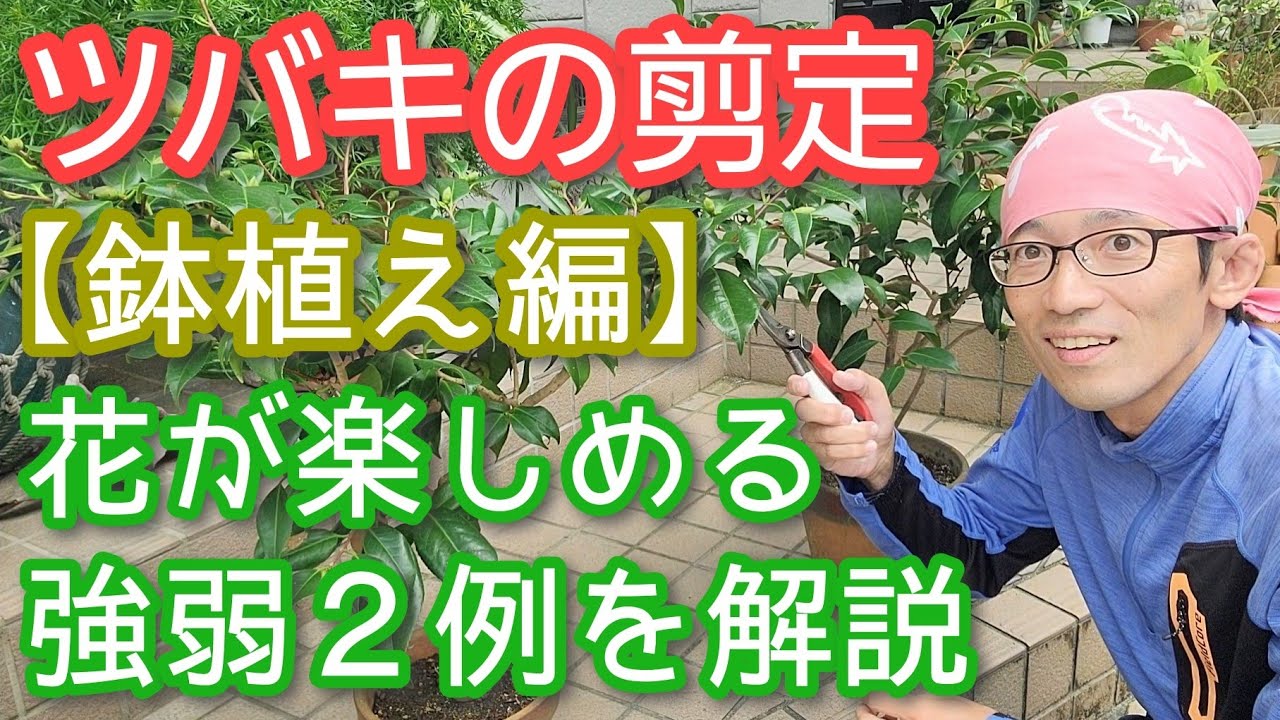 【ツバキの剪定(鉢植え編)】来年も花が咲く2パターンの手入れ(2025年9月)🪴🌺