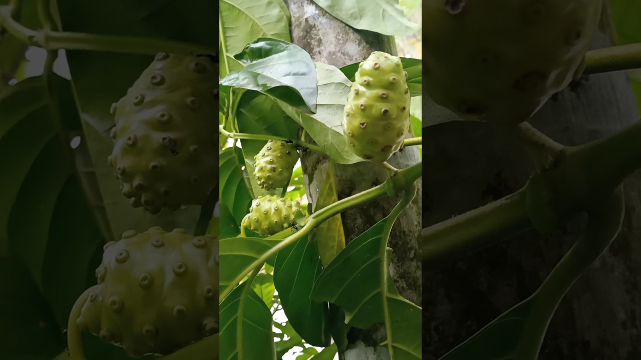 Noni fruit | ননি ফল 