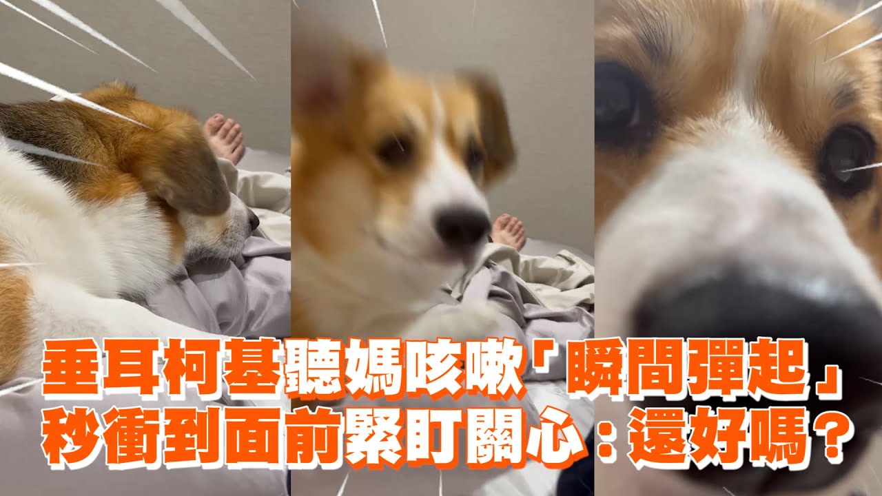 垂耳柯基聽媽咳嗽「瞬間彈起」　秒衝到面前緊盯關心：還好嗎？｜寵物動物｜精選影片