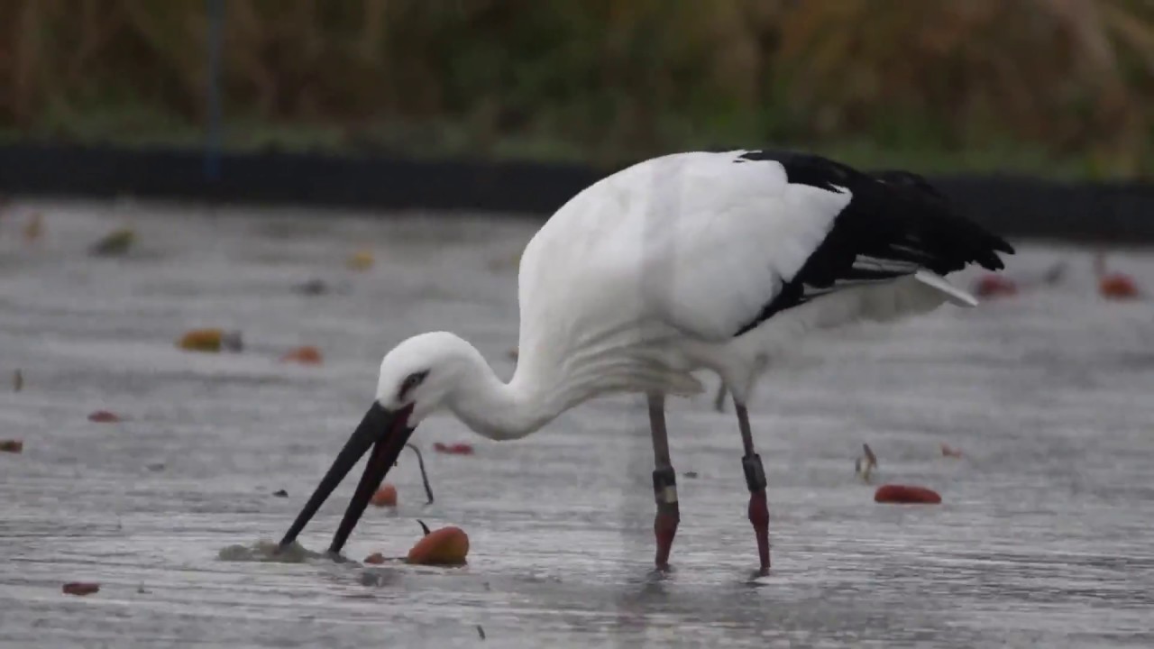 【捕食動画】ホントは怖いコウノトリ　鳴門J0044号ウシガエル捕食