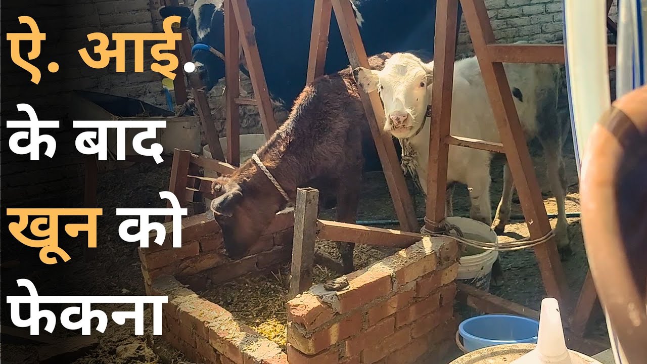 गाय की ऐ. आई. के बाद खून को फेकना। Metestrus Bleeding in Cow | Bleeding After AI