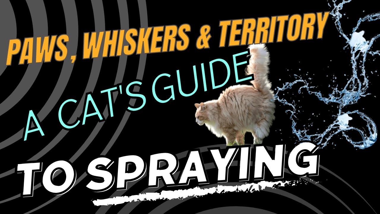 Understanding Cat Behavior: Spraying and Marking Territory Explained 🐾