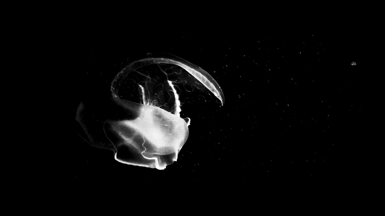 A2-N0_FILE/HMSYNC-Forgotten Rift (ABSL05V) Abisal Records