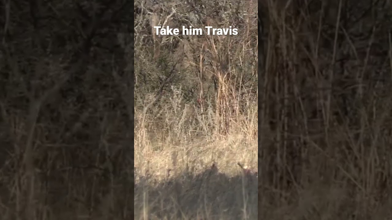 Shoot! #turkeyhunting #turkeycalling #hunting #weekendwarriors #turkeyseason