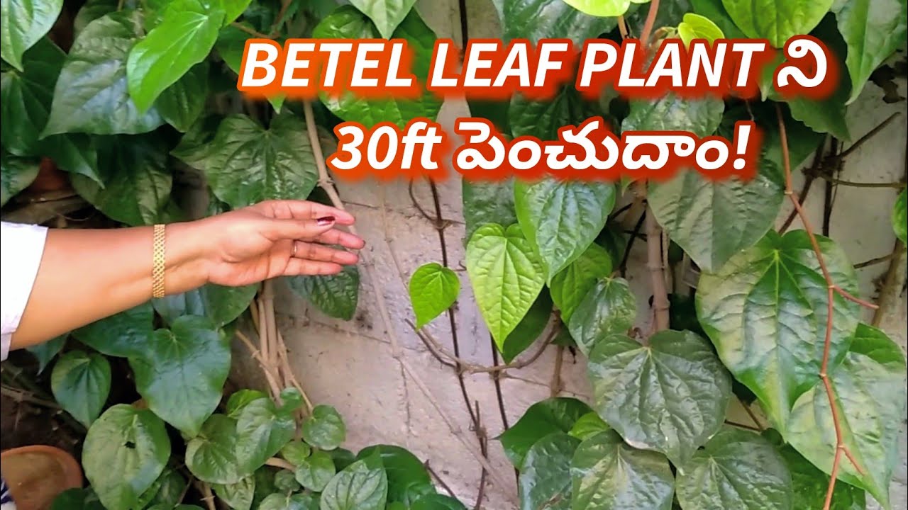 🛑 Betel leaf plant stem cutting propagation, care & medicinal uses| ENG SUB | Prema's Garden
