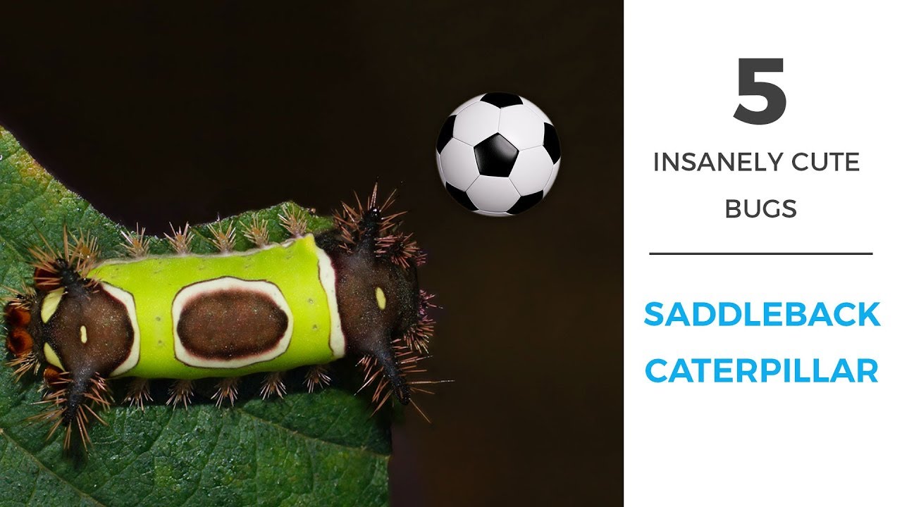 5 Insanely Cute Bugs