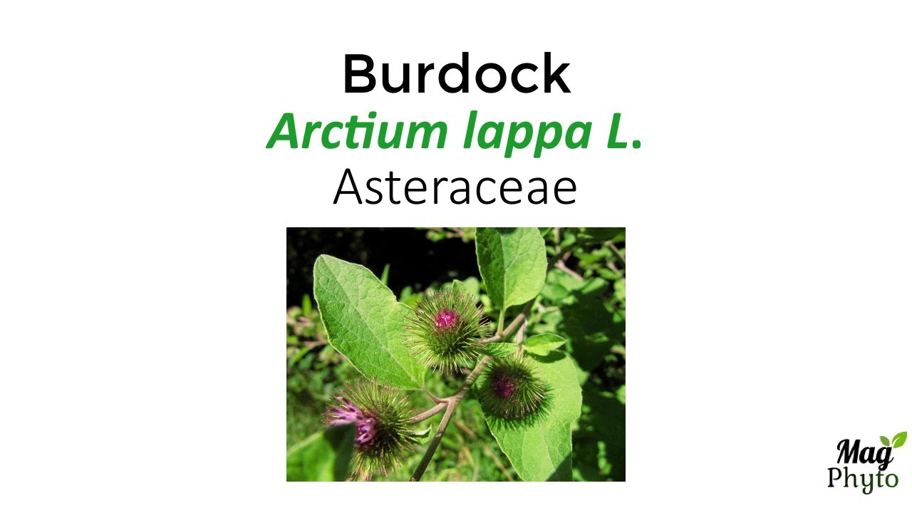 Burdock (Arctium lappa): identification, health benefits and uses
