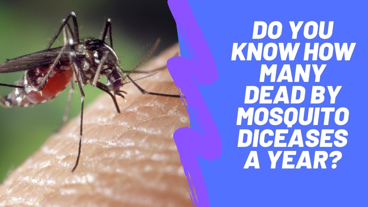 Do you know how many dead by mosquito diceases a year?