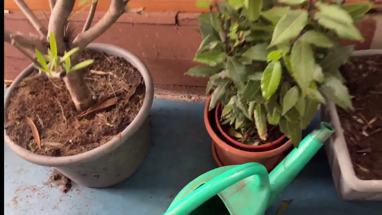 Ein Rundgang im winterlichen Garten — just a little walk in my garden (Music only)