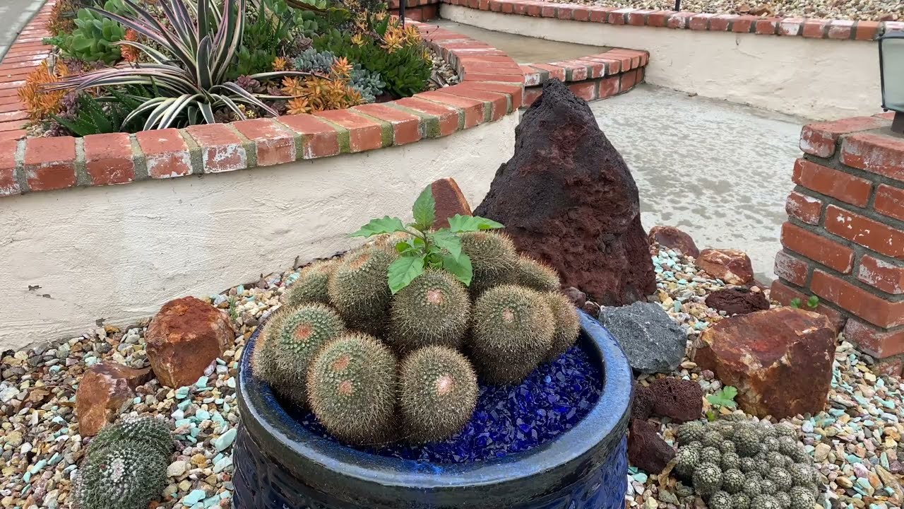Preparing for Annual Succulent Maintenance in Escondido.