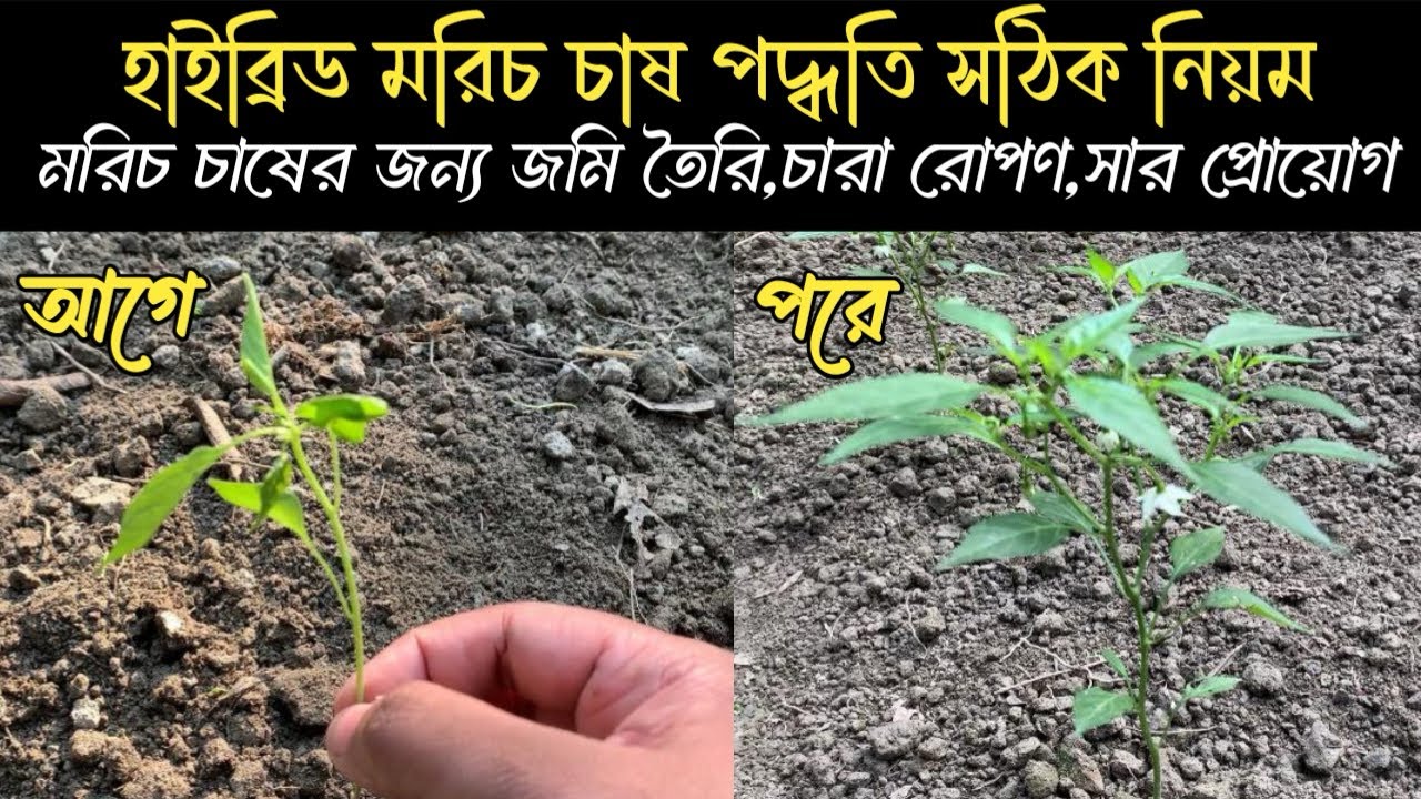  হাইব্রিড মরিচ চাষের পদ্ধতি সঠিক নিয়ম ও জমি প্রস্তুত,চাষের সময়,মাটি শোধন,সার প্রয়োগ 