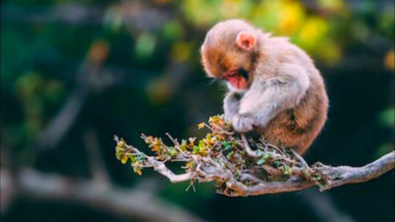 😂 Funny Monkey Videos 2023/ Monkey Videos/ Funny Animal Videos/ Monkey