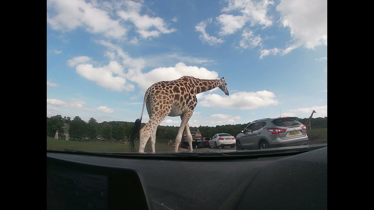 Safari Drive Through | West Midlands Safari Park | Ourthemeparklife
