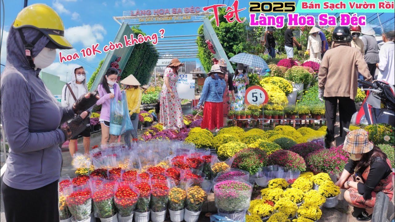 Làng hoa sa đéc 2025 SỐT hàng hoa 10K, khách kéo tận vườn mua sập dàn luôn