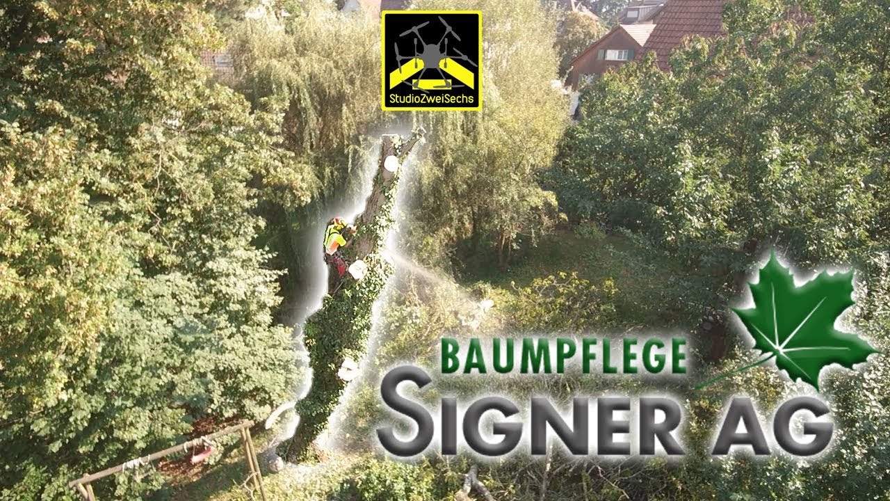 Baumpflege Signer AG | Ostschweiz | Thurgau | Märwil